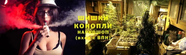 прущие грибы Магас